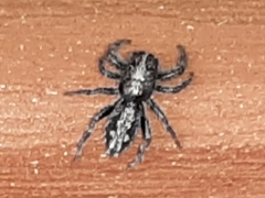 Ocrisiona