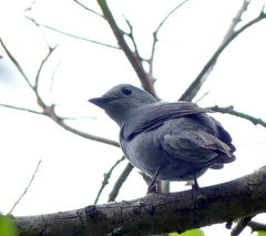 Coracina caesia caesia