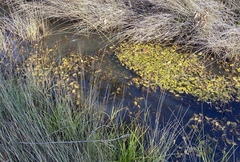 Potamogeton drummondii