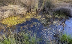 Potamogeton drummondii