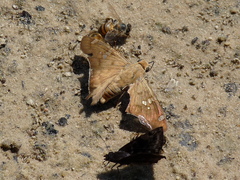 Ectomis octomaculata