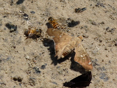 Ectomis octomaculata