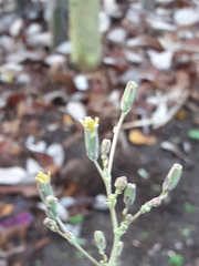 Lactuca serriola
