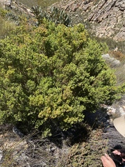 Phylica wittebergensis