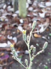 Lactuca serriola