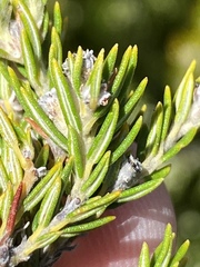 Phylica wittebergensis