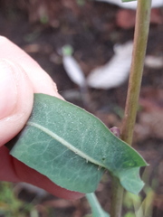 Lactuca serriola