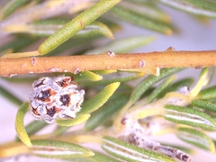 Phylica wittebergensis