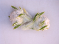 Phylica wittebergensis