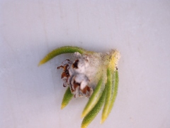 Phylica wittebergensis