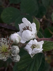 Rubus fruticosus