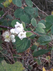 Rubus fruticosus