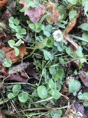 Trifolium repens