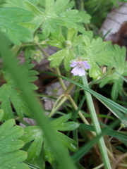 Geranium molle