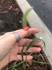 Setaria viridis