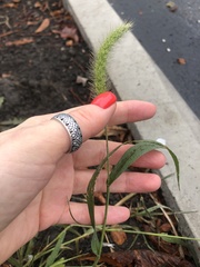 Setaria viridis