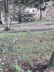 Sciurus carolinensis
