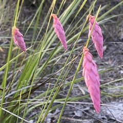 Johnsonia teretifolia