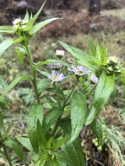 Erigeron annuus