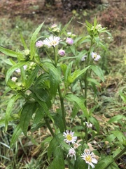 Erigeron annuus