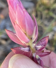 Johnsonia teretifolia