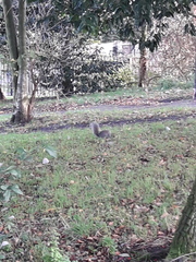 Sciurus carolinensis