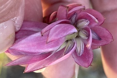 Johnsonia teretifolia
