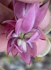 Johnsonia teretifolia