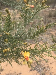 Jacksonia furcellata