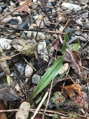 Plantago lanceolata