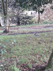 Sciurus carolinensis