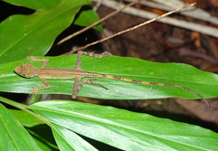 Aphaniotis acutirostris