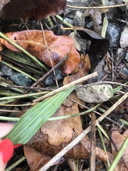 Plantago lanceolata