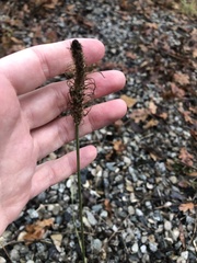Plantago lanceolata