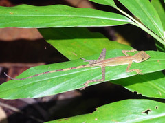 Aphaniotis acutirostris