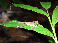 Aphaniotis acutirostris