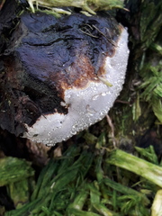 Fungi