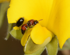 Hylaeus proximus
