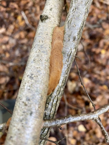 glue crust fungus