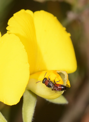 Hylaeus proximus