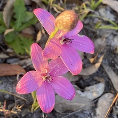 Elythranthera emarginata