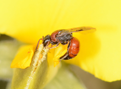 Hylaeus proximus