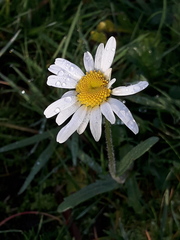 Leucanthemum vulgare