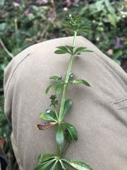 Galium aparine