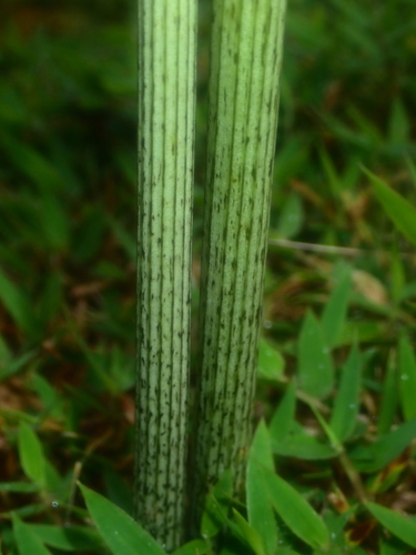 Tacca leontopetaloides image