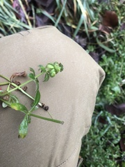 Galium aparine