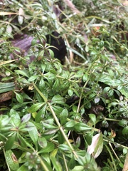 Galium aparine
