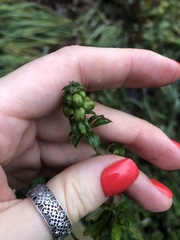 Galium aparine