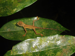 Aphaniotis acutirostris