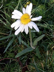 Leucanthemum vulgare